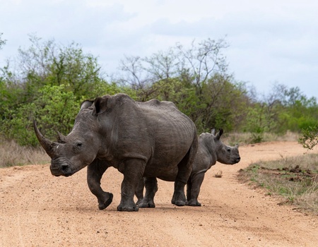 Au coeur de l'Afrique du Sud 10J/7N - 5
