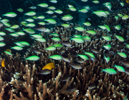 Circuit Magie de Bali en Liberté Charme 4* - 5