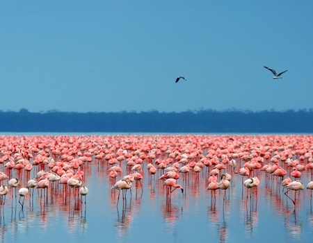 Evasion Kenyane - 10J/8N - 1