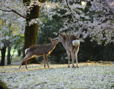 Evènement : Hanami, le réveil des cerisiers - Japon, Asie - Image 3
