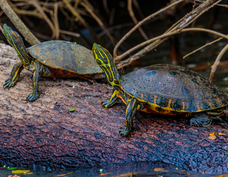 Circuit Autotour : Balade entre 2 Océans - 4