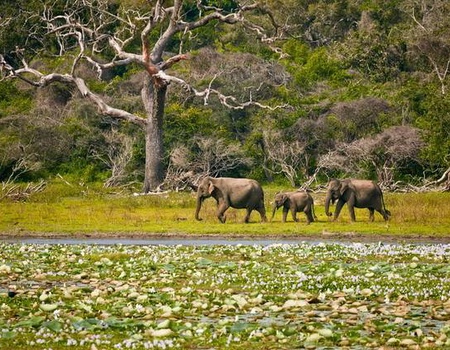 Ceylan Bonheur + séjour Sri Lanka 4*sup - Sri Lanka - 1