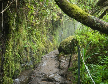 Circuit Ode verte à Madère Randonnées au fil des levadas et des forêts mystiques **** - 3