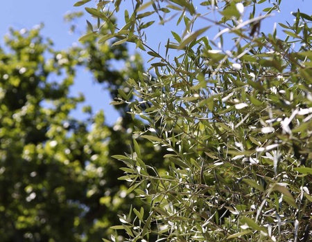 Escapade romantique avec demi-bouteille de champagne à Nîmes - 3* - 5