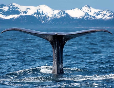 Circuit Îles Lofoten, fjords et baleines - 2