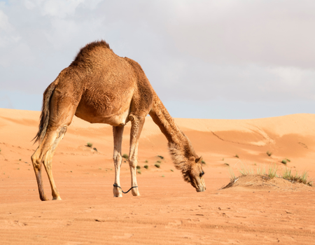 Circuit Merveilles du Moyen-Orient - 3