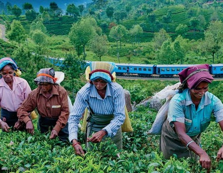 Circuit privé Ceylan buissonnier - 1