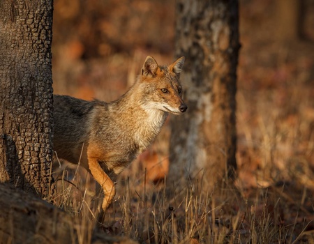 Circuit L'appel de la jungle : sur les traces du tigre du Bengale **** - 2
