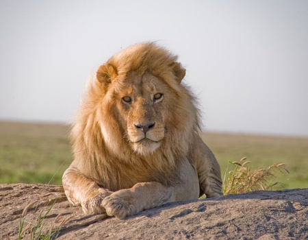 Safari Dream, Chutes Victoria et Parc Chobe 2025 - 14J/11N - Vols Air France - 5