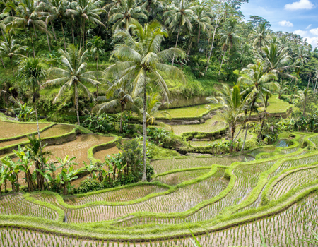 Combiné Rizières et Plage sur l'île des Dieux 3* - 1