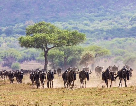 Safari Privatif - Aventure Tanzanienne - 2