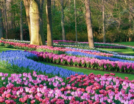 Citytrip Amsterdam avec une visite à Keukenhof (2 nuits) - 3*