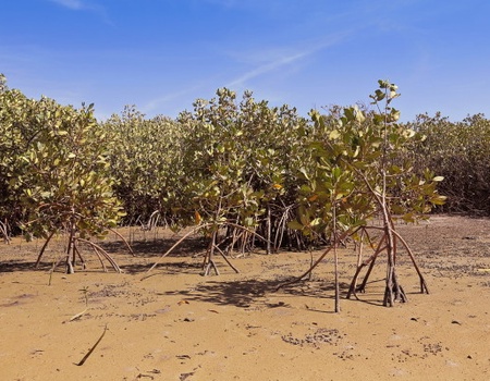 Combiné circuit et hôtel Les Oasis du Sénégal + extension 3 nuits Framissima Palm Beach - 4