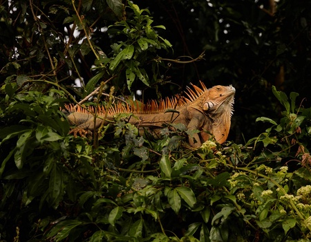 Circuit Aventures aux pays des Ticos - 3