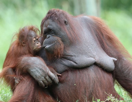 Chenonceaux - Hôtel La Roseraie & Beauval - Séjour avec entrées au Zoo de Beauval (à 35 min) - 3* - 1