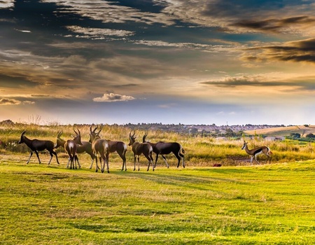 Safari Dream, Chutes Victoria et Parc Chobe