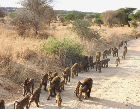 Safari Privatif - Aventure Tanzanienne - 4