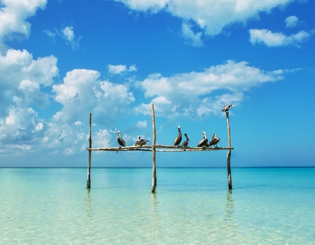 Cap sur le Yucatan ext Holbox 4* - 2025/2026 - 12J/10N - Limité à 20 pers. - 1