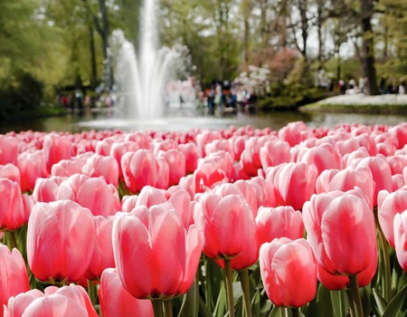 Découvrez Keukenhof et profitez d'un séjour de luxe à Amsterdam - 4* - 1