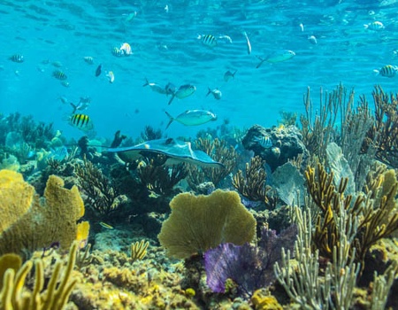 Circuit Beautés mayas et plage des Caraïbes (Logement au Framissima Premium Dreams Sapphire Resort & Spa) ***** - 4