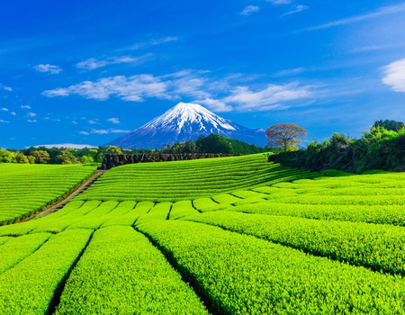 Les joyaux du Japon, de Tokyo aux Alpes japonaises