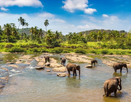 Combiné circuit et hôtel Coeur de Ceylan 3* & plage du Framissima Evasion Ifuru Island Maldives ***** - 4