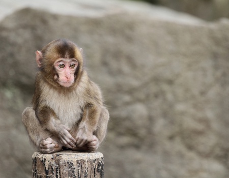 Le Japon en s'amusant ! - STD* - 5