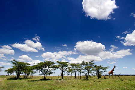 Safari Ngutuni et Séjour au Kappa Club AHG Lion Beach Resort 4*nl - 1