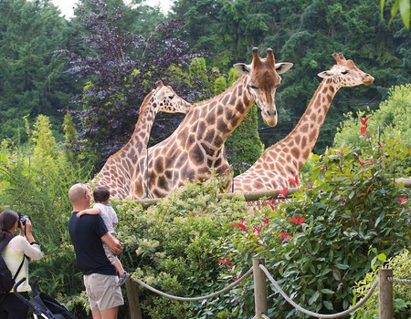 Séjour en famille avec entrée au Zoo de la Bourbansais - 3*