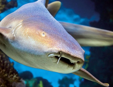 Découverte de l´aquarium de Lyon - 3* - 5