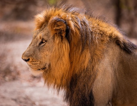 Circuit Beautés du Sénégal et balade avec les lions de Fathala - 1