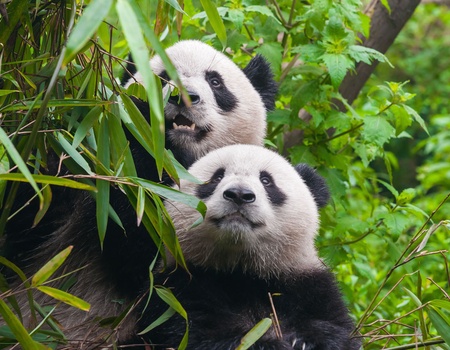 Circuit Majestueux Yang-Tsé - 3