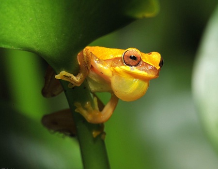 Circuit Costa Rica, où la nature prend vie sans balnéaire - 1