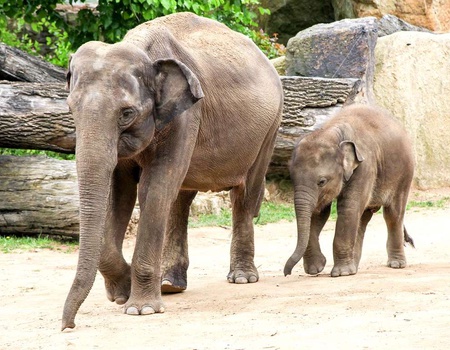 Séjournez à Cavaillon et découvrez le zoo de la Barben - 3*