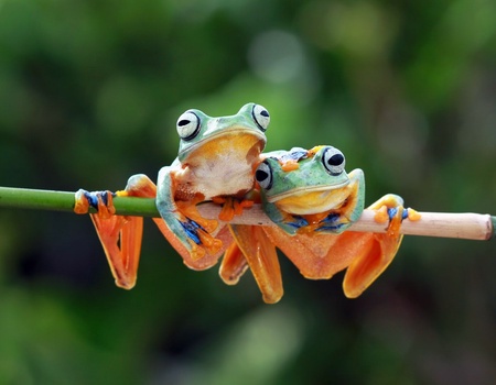 Circuit Sur la route du Costa Rica : Monteverde et Rincon de la Vieja - 12J/10N - 1