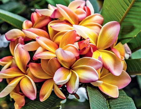 Autotour La route des Fleurs - 4