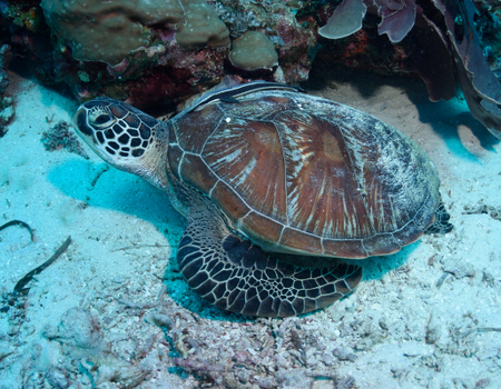 Circuit Féerie Balinaise et Plage Sauvage de l'Ouest en Charme et Privatif 4* - 4