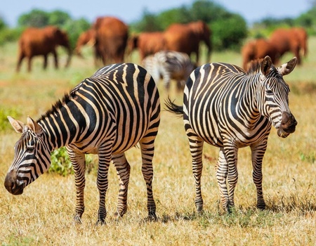 Circuit Regard sur le Kenya, le grand safari - 1