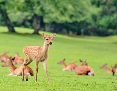 Combiné de séjour au coeur des Mégalopoles du Soleil Levant - 14J/11N - 2025 - 2