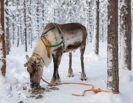 Club Jumbo First Village (activités incluses) - 3