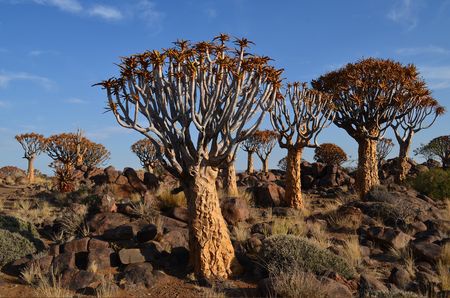 Splendeurs de Namibie 11J/08N - 2025