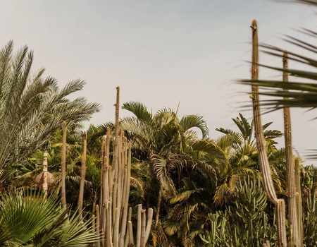 Hôtel Cook's Club El Gouna 4* - 4