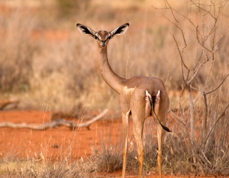 Combiné circuit et hôtel Pinewood Beach Resort & Spa 4* avec 1 nuit safari Tsavo Est 4* sup