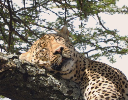 Safari Privatif - En Terre Sauvage - 4