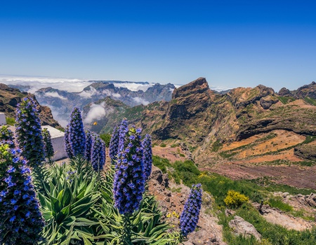 Au coeur de Madère - Logement en hôtel 3* à Funchal - Flex - Madère - 4