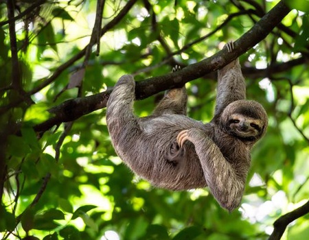 Splendeurs du Costa Rica & extension Playa Tambor 13J/11N - 2026