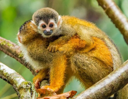 Autotour Costa Rica Pura Vida et Naturaleza - 5