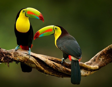 Autotour Costa Rica Pura Vida et Naturaleza - 4