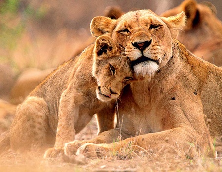 Circuit Canyons, safaris et pays Zulu - 4