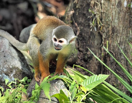 Circuit L'Équateur entre nature et authenticité + pré-tour Amazonie (maximum 16 participants) - 3